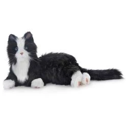 Companion Pets - Black And White Tuxedo Cat
