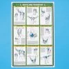 Self - Instruction Weight Training Poster - Shoulder Workout -FLAGHOUSE Sales Shop Self InstructionWeightTrainingPoster ShoulderWorkout XL